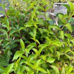 Hortenzia popínavá (Hydrangea scandens) 'First Love'® - výška 10-20 cm, kont. C1L